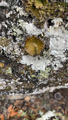 Lasallia pustulata