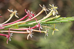 Struthiola macowanii
