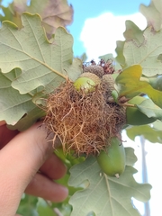 Andricus caputmedusae