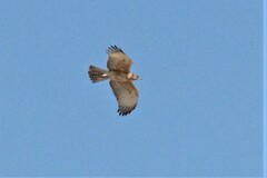 Aquila spilogaster