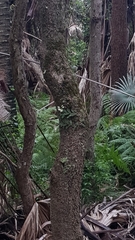 Dendrobium linguiforme