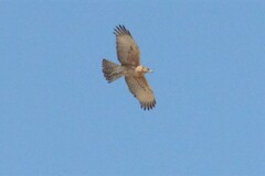 Aquila spilogaster