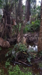 Dendrobium linguiforme