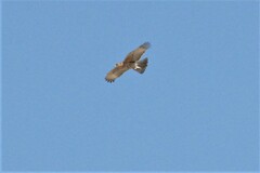 Aquila spilogaster