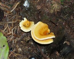 Hygrophoropsis
