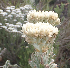 Syncarpha milleflora