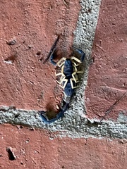 Centruroides fulvipes