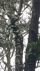 Dendrobium linguiforme