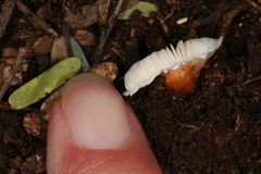 Agaricineae