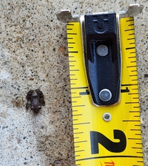 Eleutherodactylus campi