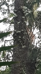 Dendrobium linguiforme