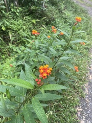 Asclepias curassavica image