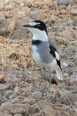 Lanioturdus torquatus