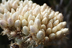 Syncarpha milleflora