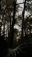 Dendrobium linguiforme