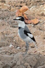 Lanioturdus torquatus