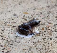 Eleutherodactylus campi
