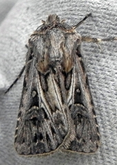 Agrotis gladiaria