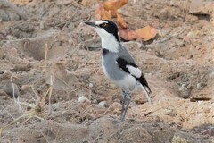 Lanioturdus torquatus