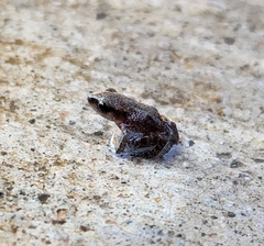 Eleutherodactylus campi