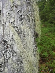 Usnea dasopoga