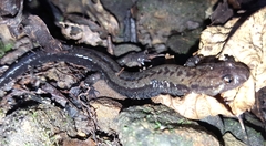 Desmognathus ochrophaeus