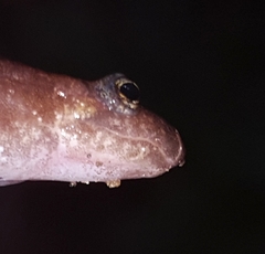 Desmognathus ochrophaeus