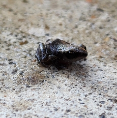 Eleutherodactylus campi