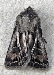 Agrotis gladiaria