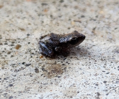 Eleutherodactylus campi