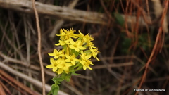 Sebaea hymenosepala