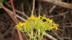 Sebaea hymenosepala
