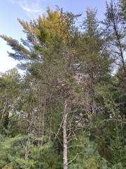 Pinus banksiana