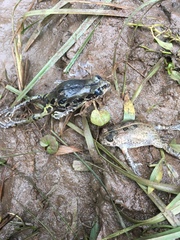 Sclerophrys regularis