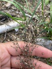 Arenaria serpyllifolia