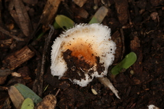 Agaricineae