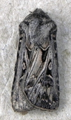 Agrotis gladiaria