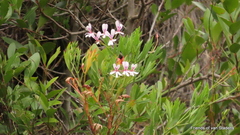Pelargonium laevigatum