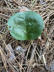 Pyrola americana