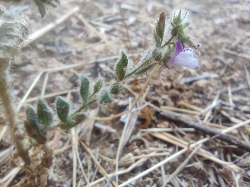 Image of Kickxia lanigera by (c) Santiago Martín-Bravo, some rights reserved (CC BY)