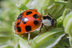 Hesperomyces harmoniae