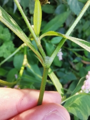 Persicaria maculosa