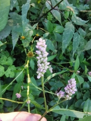 Persicaria maculosa