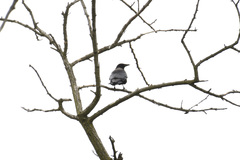 Corvus cornix × corone