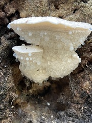 Polyporales