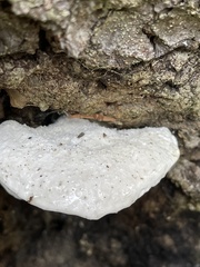 Polyporales