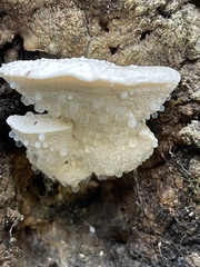 Polyporales