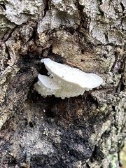 Polyporales