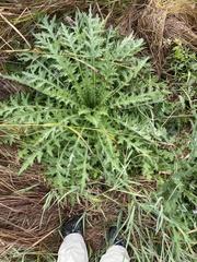 Cirsium palustre