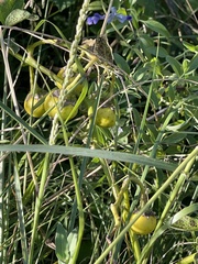Solanum dimidiatum